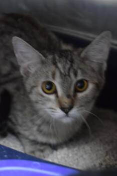 London (Feral Kitten) -  Domestic Short Hair Cat for Adoption in Pahrump, Nevada - London (Feral Kitten) | PetCurious
