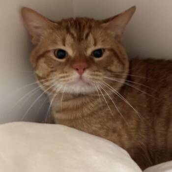 Lumberjack -  Domestic Short Hair Cat for Adoption in South Elgin, Illinois - Lumberjack | PetCurious