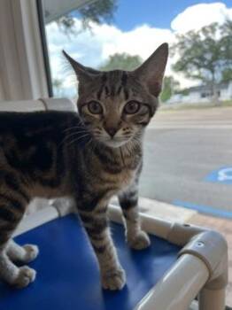Haven -  Domestic Short Hair Cat for Adoption in Venice, Florida - Haven | PetCurious