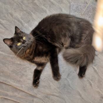 Domestic Medium Hair Cats Available for Adoption in Hillsboro, Oregon - SHIPPO & KILALA #1868 - Offered By Owner - Bonded | PetCurious