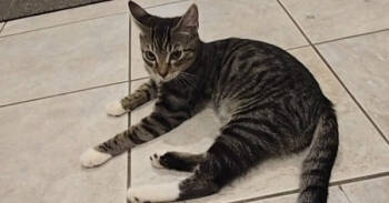 Rescue Domestic Short Hair Cats for Adoption in Franklin Township, New Jersey - Mikey | PetCurious