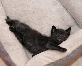 Frankie -  Domestic Short Hair Cat for Adoption in Ferndale, Michigan - Frankie | PetCurious