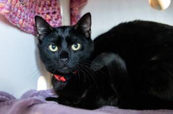 Fiyero -  Domestic Medium Hair and Domestic Short Hair Cat for Adoption in East Amwell Township, New Jersey - Fiyero | PetCurious
