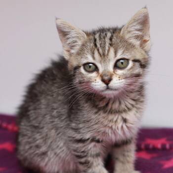 Espio -  Domestic Short Hair Cat for Adoption in Hattiesburg, Mississippi - Espio | PetCurious