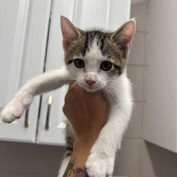 Chelsea -  Domestic Short Hair Cat for Adoption in Huntsville, Alabama - Chelsea | PetCurious