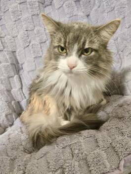 Domestic Long Hair Cats Available for Adoption in San Juan Capistrano, California - Petunia | PetCurious