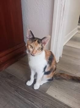 Glinda (1110) -  Calico Cat for Adoption in Zephyrhills, Florida - Glinda (1110) | PetCurious