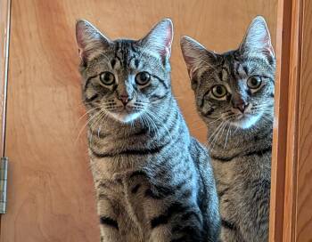 Domestic Short Hair Cats Available for Adoption - Simba And Nala | PetCurious