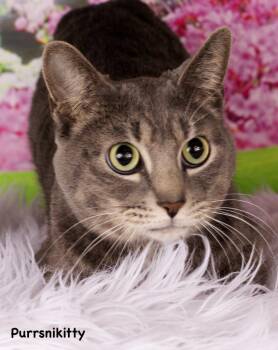 Domestic Short Hair Cats Available for Adoption - Purrsnickitty | PetCurious