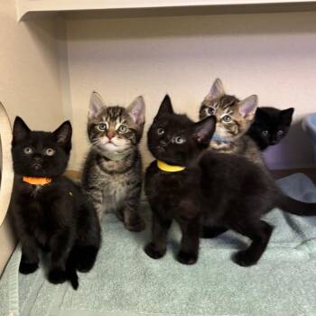 Yamato -  Domestic Short Hair Cat for Adoption in Westhampton, New York - Yamato | PetCurious
