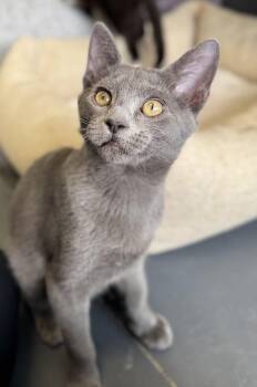 Tic -  Domestic Short Hair Cat for Adoption in Eagle, Colorado - Tic | PetCurious