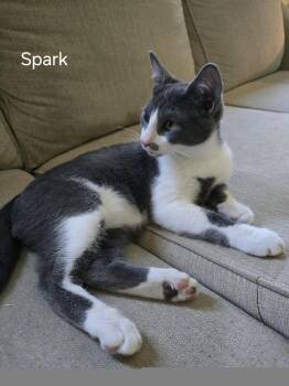 Spark -  Domestic Short Hair Cat for Adoption in Phoenix, Arizona - Spark | PetCurious