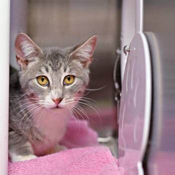 Domestic Short Hair Cats Available for Adoption in Seattle, Washington - Pekoe | PetCurious