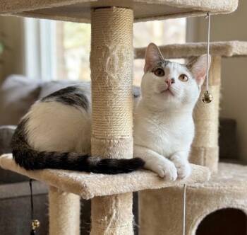 Domino -  American Shorthair Cat for Adoption in Chandler, Arizona - Domino | PetCurious