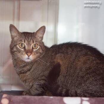 Domestic Short Hair Cats Available for Adoption in Ridgefield, Connecticut - Ralphie | PetCurious