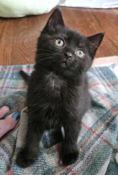 Sofia -  Domestic Short Hair Cat for Adoption in Quakertown, Pennsylvania - Sofia | PetCurious