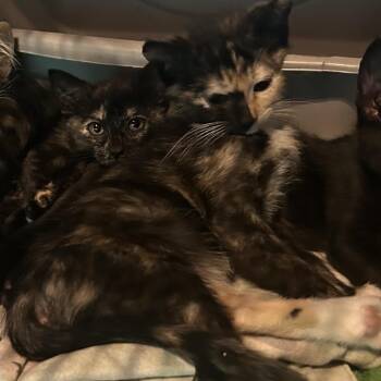 Klondike -  Domestic Short Hair Cat for Adoption in Veneta, Oregon - Klondike | PetCurious