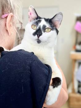 Domestic Short Hair Cats Available for Adoption - Leshy (01/16/2026 - 107) Willow Grove | PetCurious