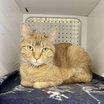 Rescue Domestic Short Hair Cats for Adoption in Chicago, Illinois - Sassy | PetCurious