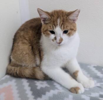Domestic Short Hair Cats Available for Adoption in Springfield, Illinois - Karl | PetCurious