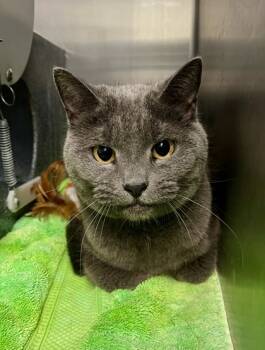 Rescue Domestic Short Hair Cats for Adoption in Fallston, Maryland - Bristol | PetCurious