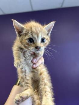 Ron Weasley -  Domestic Short Hair Cat for Adoption in Salt Lake City, Utah - Ron Weasley | PetCurious