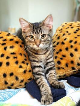 Limon -  Tabby and Domestic Medium Hair Cat for Adoption in Lombard, Illinois - Limon | PetCurious