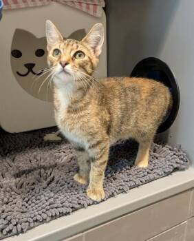 LITTLE DEBBIE -  Domestic Short Hair Cat for Adoption in Leesburg, Virginia - LITTLE DEBBIE | PetCurious