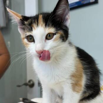 Gloria -  Domestic Short Hair Cat for Adoption in Cumming, Georgia - Gloria | PetCurious
