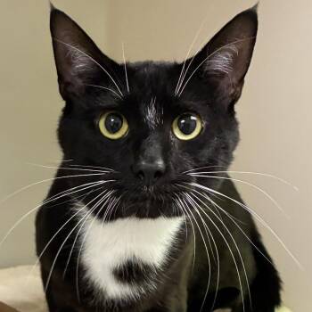 Chico -  Domestic Short Hair Cat for Adoption in Harrisonburg, Virginia - Chico | PetCurious