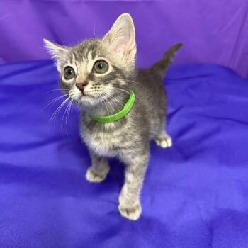Hawkins -  Domestic Short Hair Cat Available for Adoption in North Myrtle Beach, South Carolina - Hawkins | PetCurious