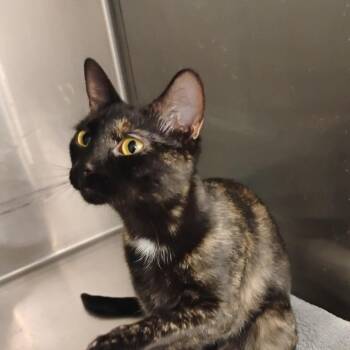 Domestic Short Hair Cats Available for Adoption in Clawson, Michigan - Spec (Bonded With Sister Truffle) | PetCurious