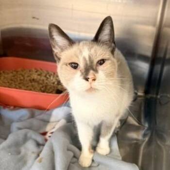 Emma -  Domestic Short Hair Cat for Adoption in Horn Lake, Mississippi - Emma | PetCurious