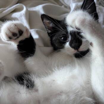 Phoenix -  Domestic Short Hair Cat for Adoption in Abbotsford, British Columbia - Phoenix | PetCurious