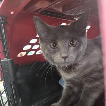 Mimi -  Domestic Short Hair Cat for Adoption in Newark, New Jersey - Mimi | PetCurious