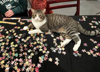 Domestic Short Hair Cats Available for Adoption - Buster | PetCurious