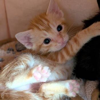Domestic Short Hair Cats Available for Adoption in Buchanan Dam, Texas - Pumpkin | PetCurious