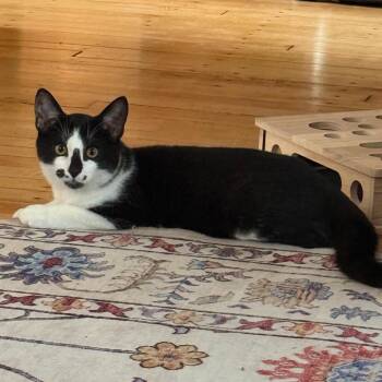Sebastian -  Domestic Short Hair Cat for Adoption in Minneapolis, Minnesota - Sebastian | PetCurious