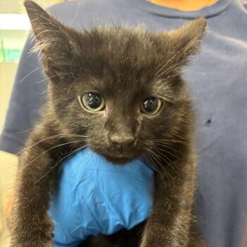 Jerry -  Domestic Short Hair Cat for Adoption in Allentown, Pennsylvania - Jerry | PetCurious
