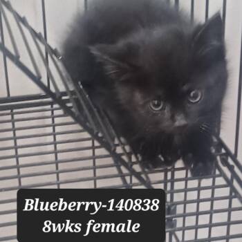 Domestic Short Hair Cats Available for Adoption in New Tazewell, Tennessee - Blueberry | PetCurious