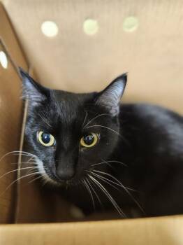 Domestic Short Hair Cats Available for Adoption in Kent, Washington - LUNA | PetCurious