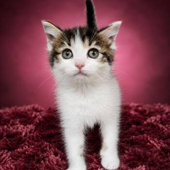 Daisy -  Domestic Short Hair Cat for Adoption in Newport, Tennessee - Daisy | PetCurious