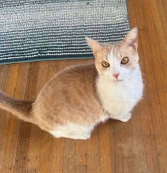Domestic Short Hair Cats Available for Adoption - Bonnie | PetCurious