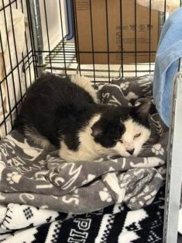 Domestic Short Hair Cats Available for Adoption in Lowell, Massachusetts - Seinfeld | PetCurious