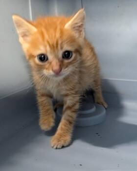 Rusty -  Domestic Short Hair Cat for Adoption in Evansville, Indiana - Rusty | PetCurious