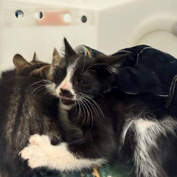 108678 -  Domestic Short Hair Cat for Adoption in Las Cruces, New Mexico - 108678 | PetCurious