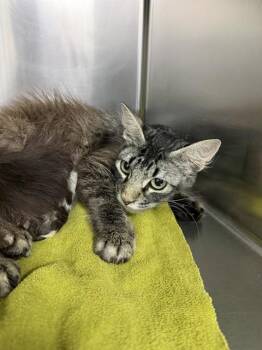 ELLA -  Domestic Long Hair Cat for Adoption in Salinas, California - ELLA | PetCurious