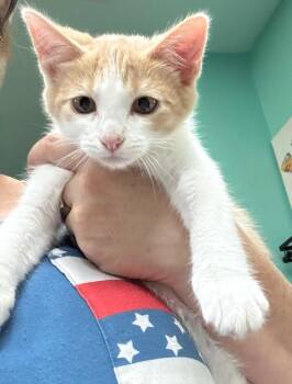 Stir Fry -  Domestic Short Hair Cat for Adoption in Fort Lupton, Colorado - Stir Fry | PetCurious