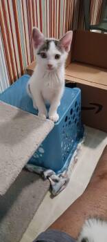 Banks -  Domestic Short Hair Cat for Adoption in Georgetown, South Carolina - Banks | PetCurious