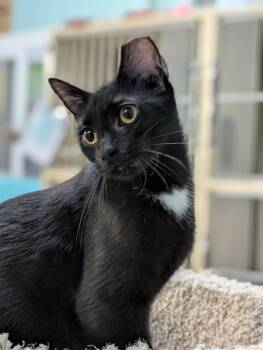 Rescue Domestic Short Hair Cats for Adoption in Rochester, New Hampshire - Shadow | PetCurious